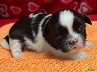 Shih Tzu dogs Hansa - Ad 14