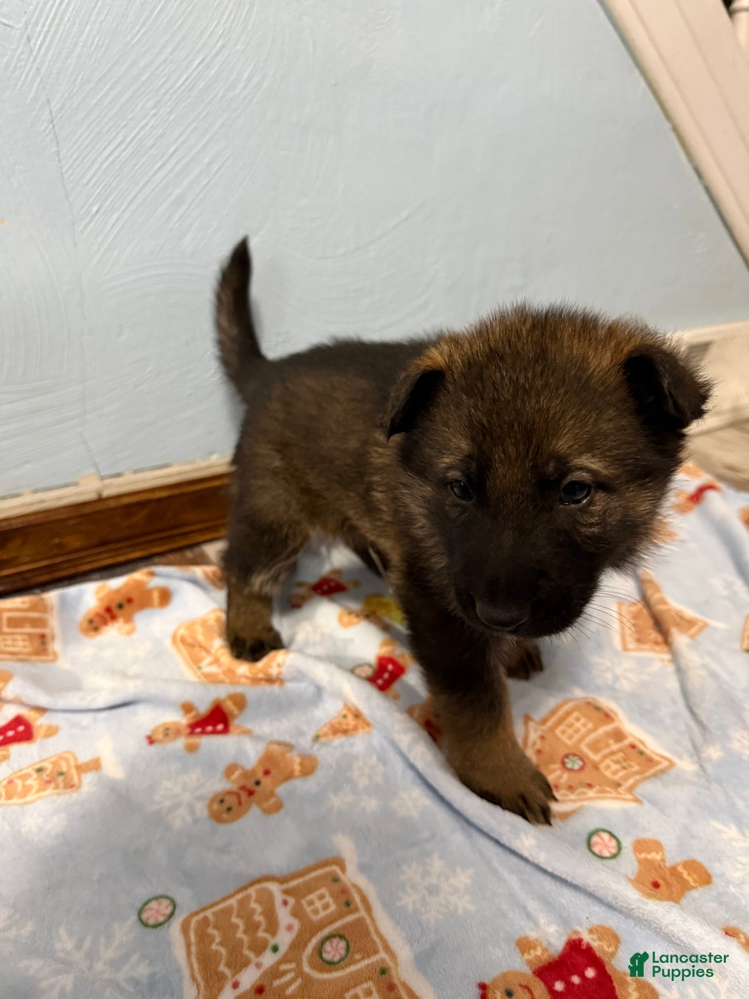 German Shepherd dogs for sale: Arcadius - Ad 3