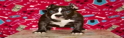 American Bully dogs for sale: American Bully Puppy 1 - Ad 2