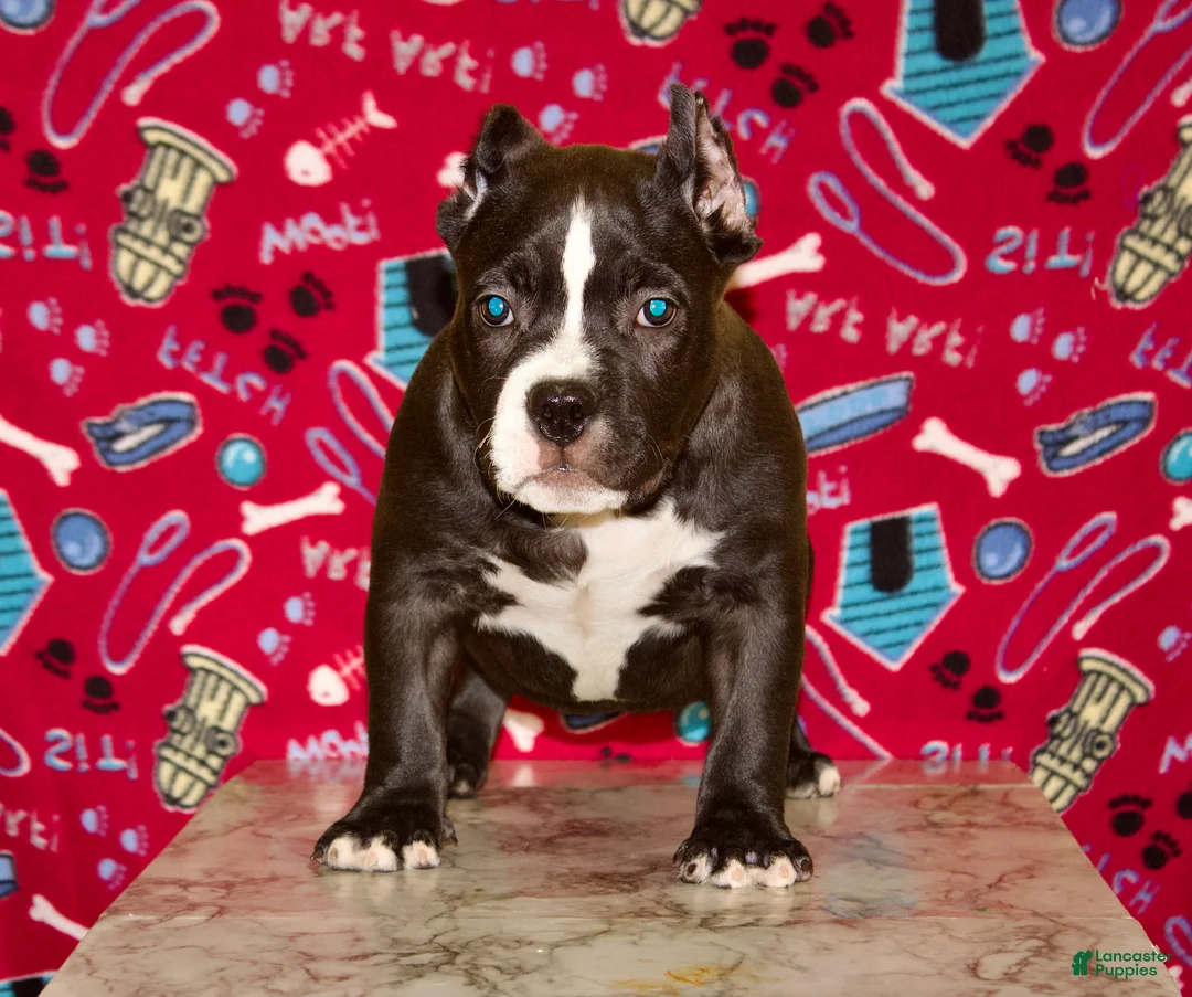 American Bully dogs for sale: American Bully Puppy 1 - Ad 2