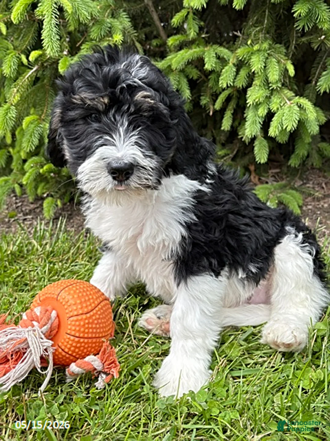 Bernedoodle dogs for sale: Bodie - Ad 1