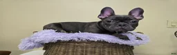 French Bulldog dogs for sale: Reba AKC frenchbulldog  - Ad 14