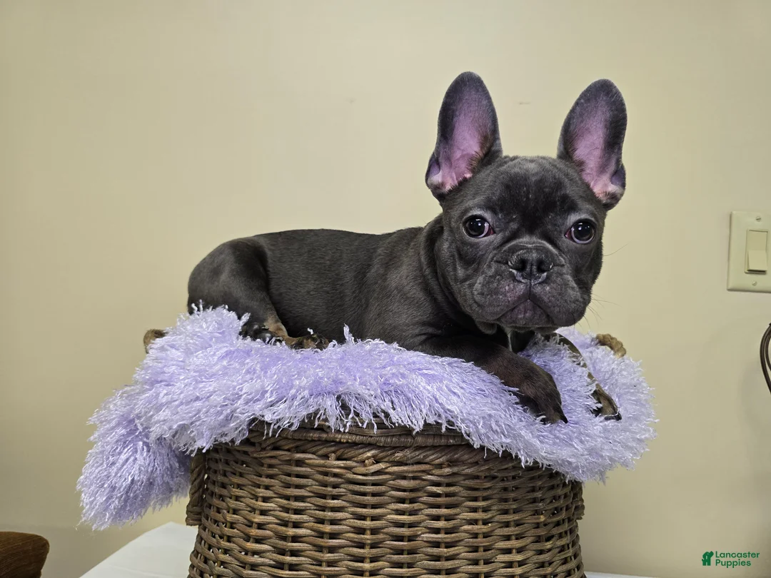 French Bulldog dogs for sale: Reba AKC frenchbulldog  - Ad 14