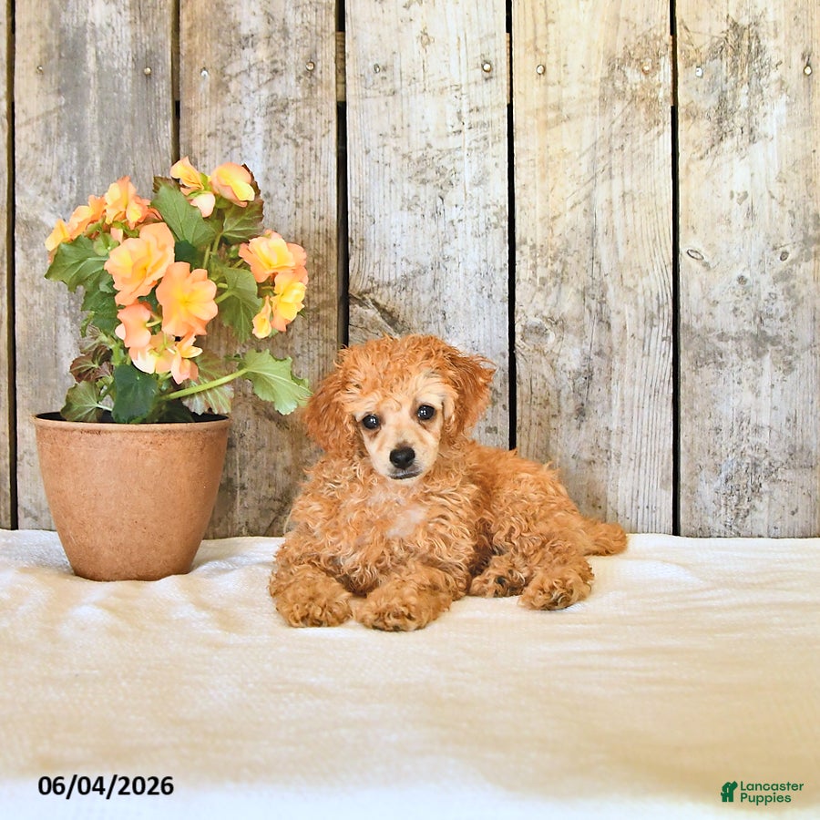 Miniature Poodle dogs for sale: Lupi - Ad 4