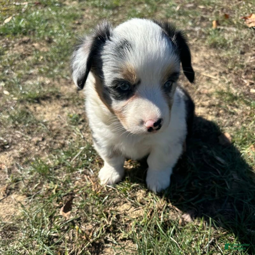Welsh Corgi Pembroke dogs for sale: Brutus - Ad 5