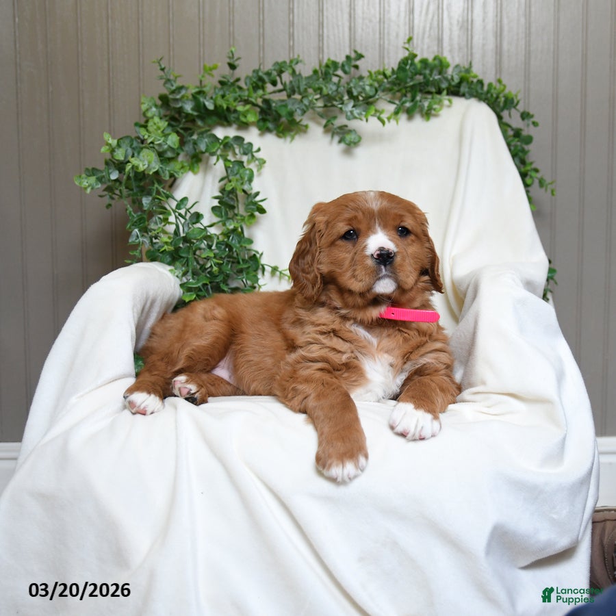 Miniature Golden Retriever dogs Jane - Ad 2