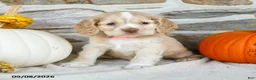 English Cocker Spaniel dogs for sale: Rosy - Ad 2