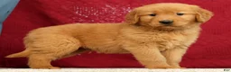 Golden Retriever dogs for sale: Marshall - Ad 2