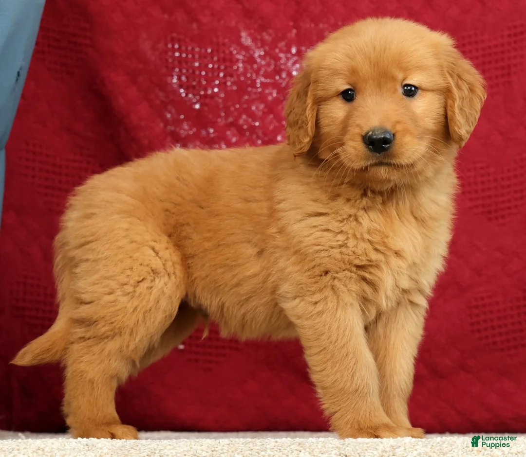 Golden Retriever dogs for sale: Marshall - Ad 2