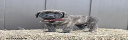 English Mastiff dogs for sale: Maple   - Ad 5