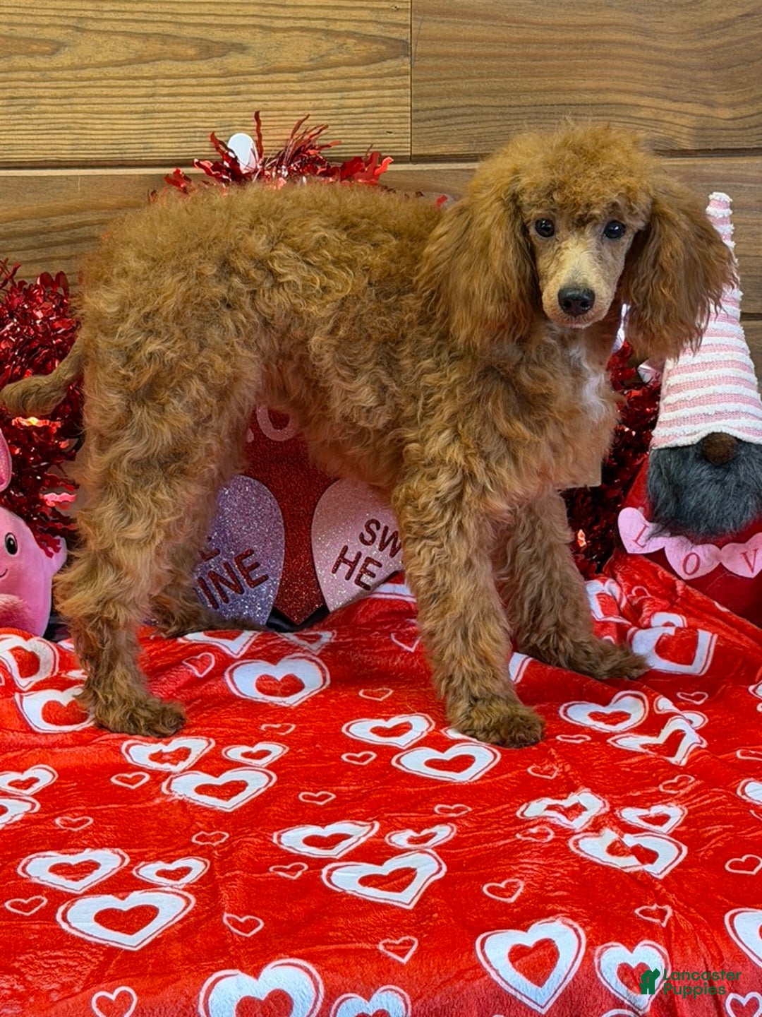 Miniature Poodle dogs for sale: Ruby - Ad 3
