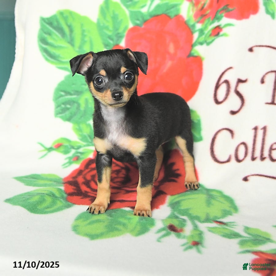 Chihuahua dogs Skipper - Ad 41