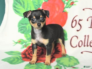 Chihuahua dogs - Ad 22