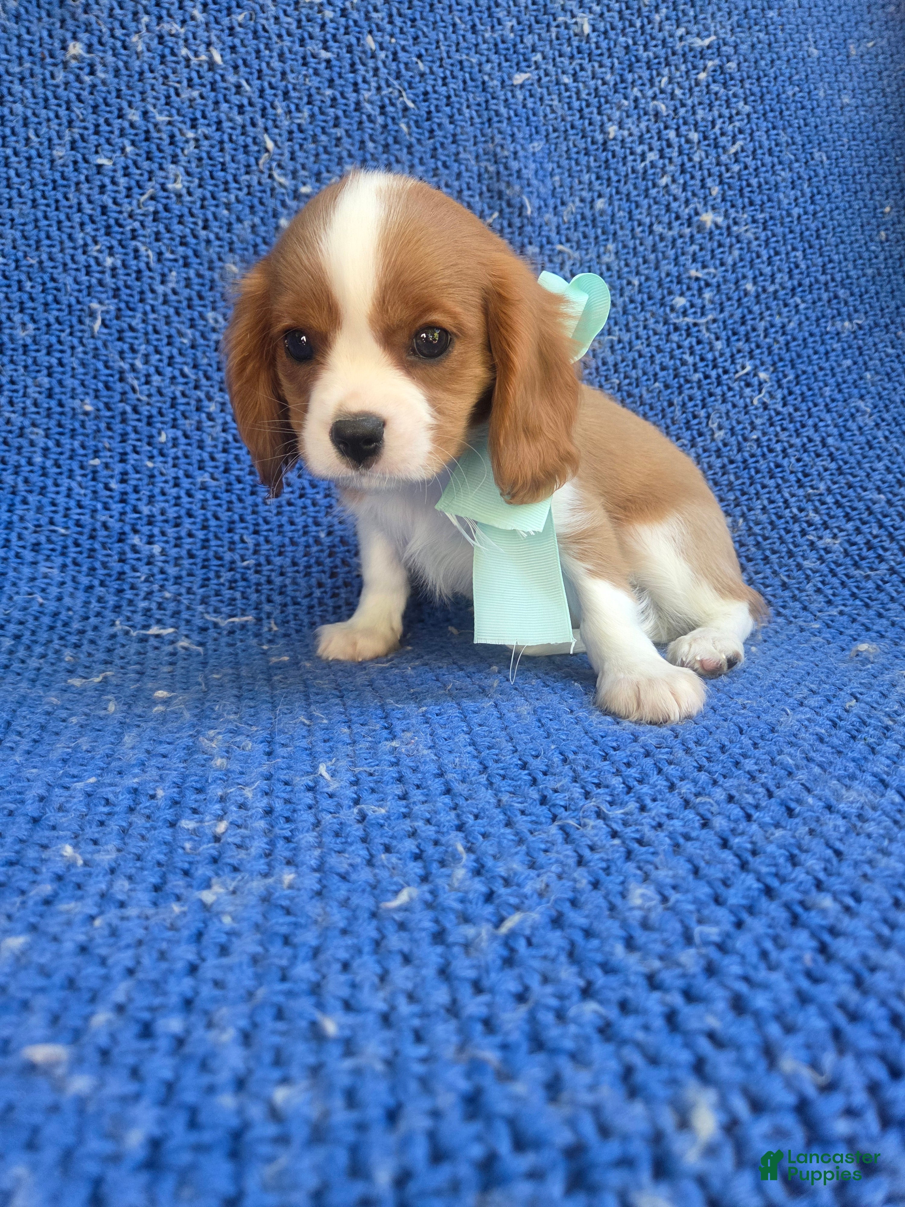 Cavalier King Charles Spaniel dogs Jonah  - Ad 18