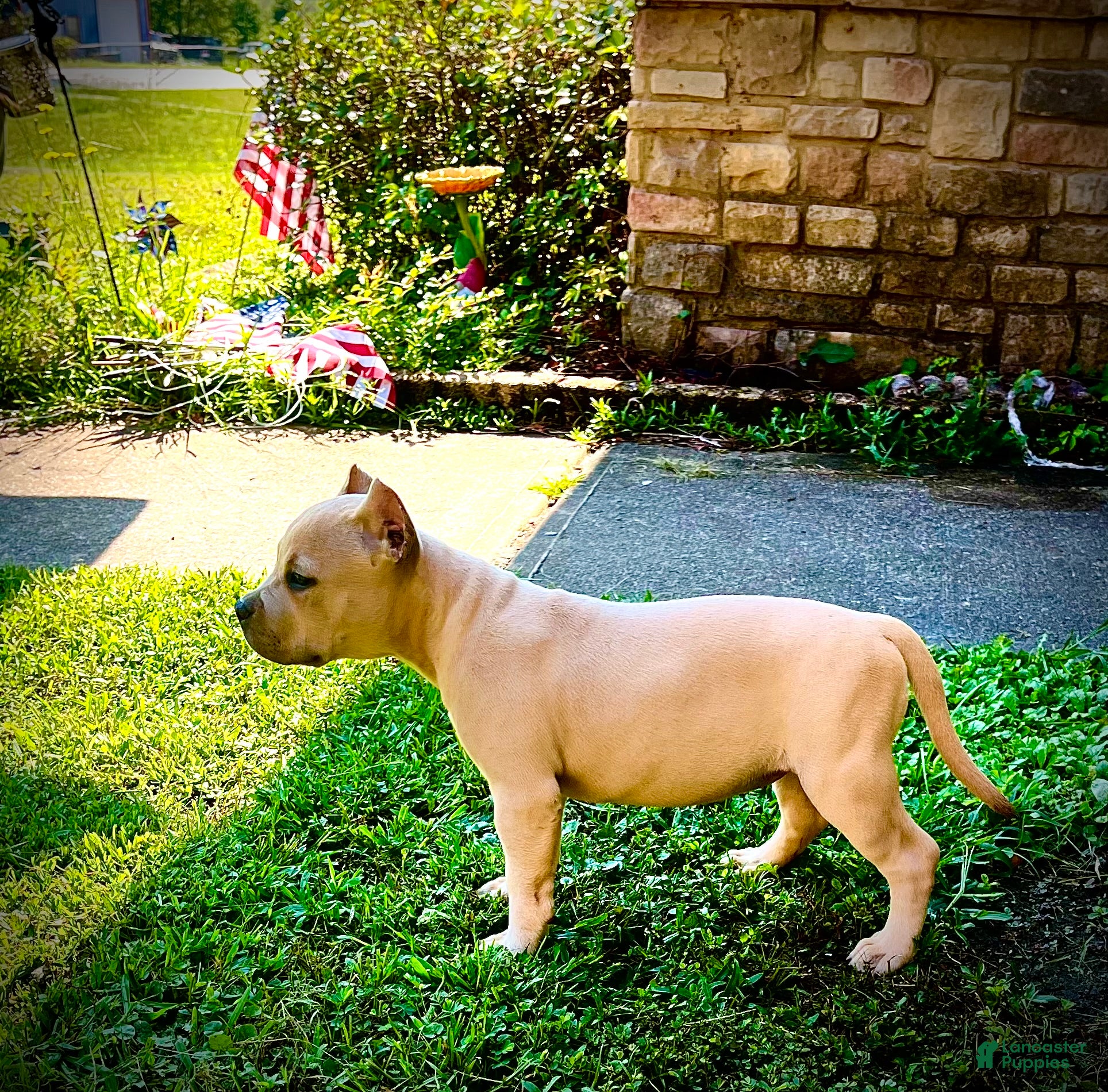American Bully dogs American Bully Puppy “Precious” - Ad 1