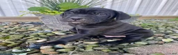 Cane Corso dogs for sale: Jeriah - Ad 3