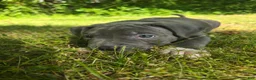 American Bully dogs for sale: Skarlet - Ad 3