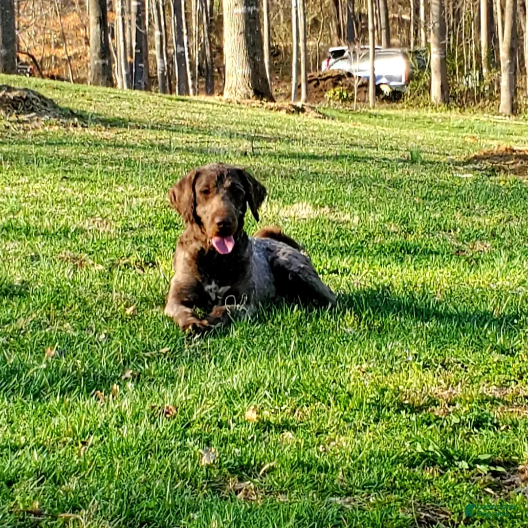 Portuguese Water Dog dogs for sale: Brownie  - Ad 9