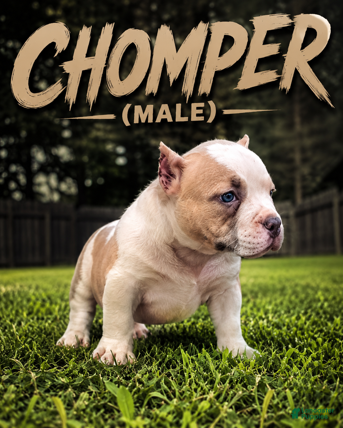 American Bully dogs CHOMPER  - Ad 2