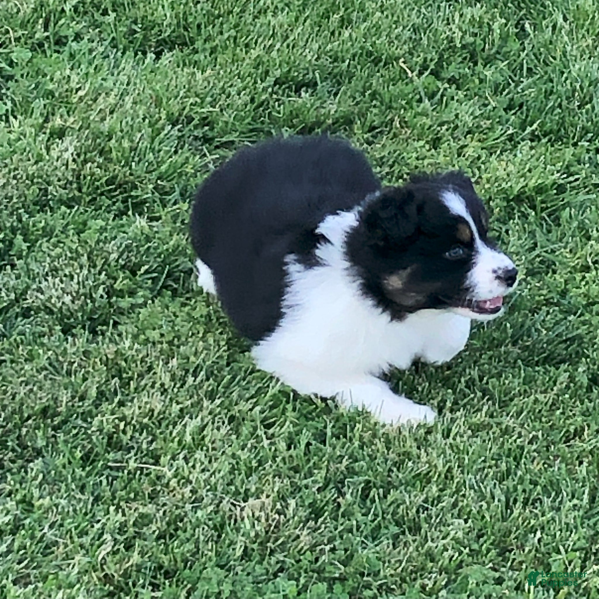 Australian Shepherd dogs Lil blue - Ad 1