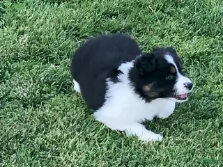 Australian Shepherd dogs for sale: Lil blue - Ad 1