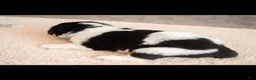 Newfoundland dogs for sale: Ford (green collar) - Ad 3