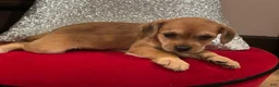 Mixed Breed dogs for sale: Mixed Breed 1 - Ad 5