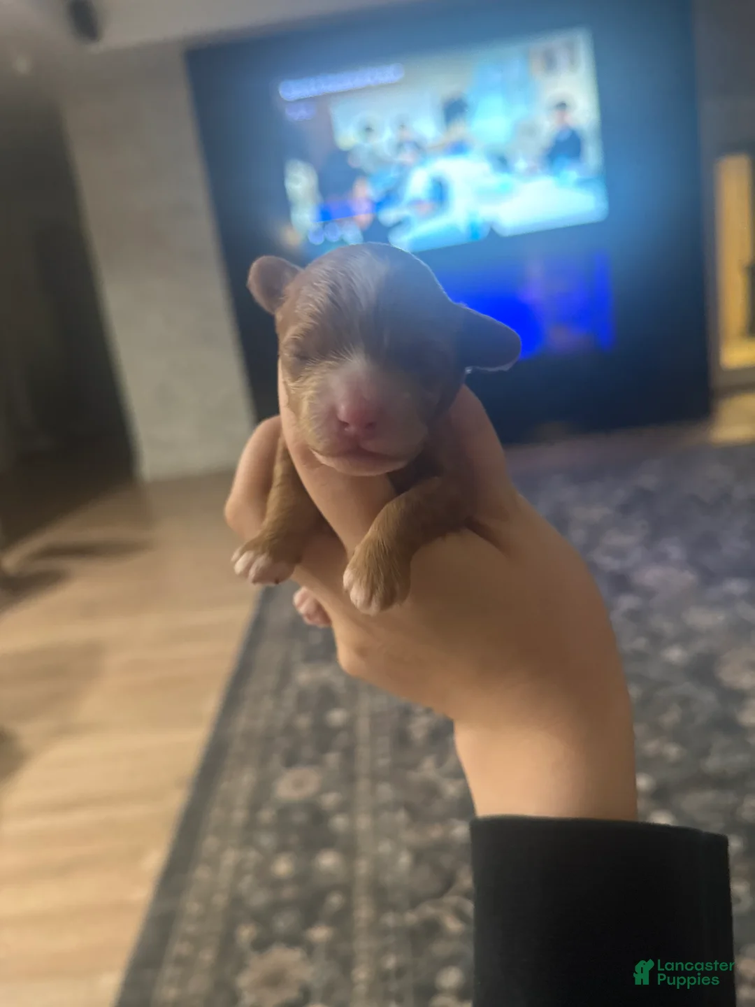 Toy Poodle dogs for sale: Toy Poodle Puppy 2 - Ad 2