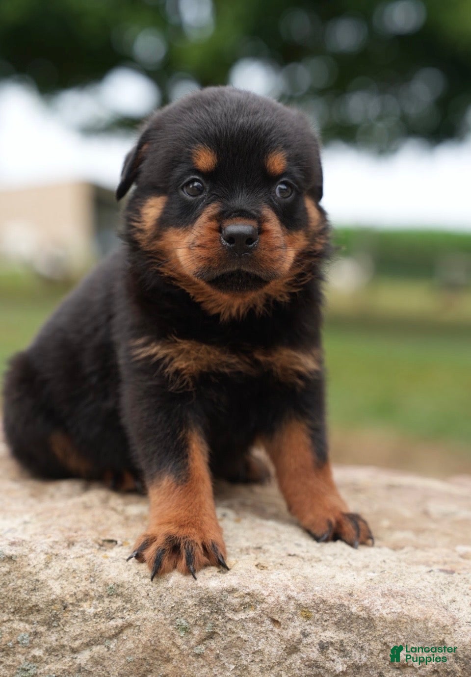 Rottweiler dogs Amber - Ad 1