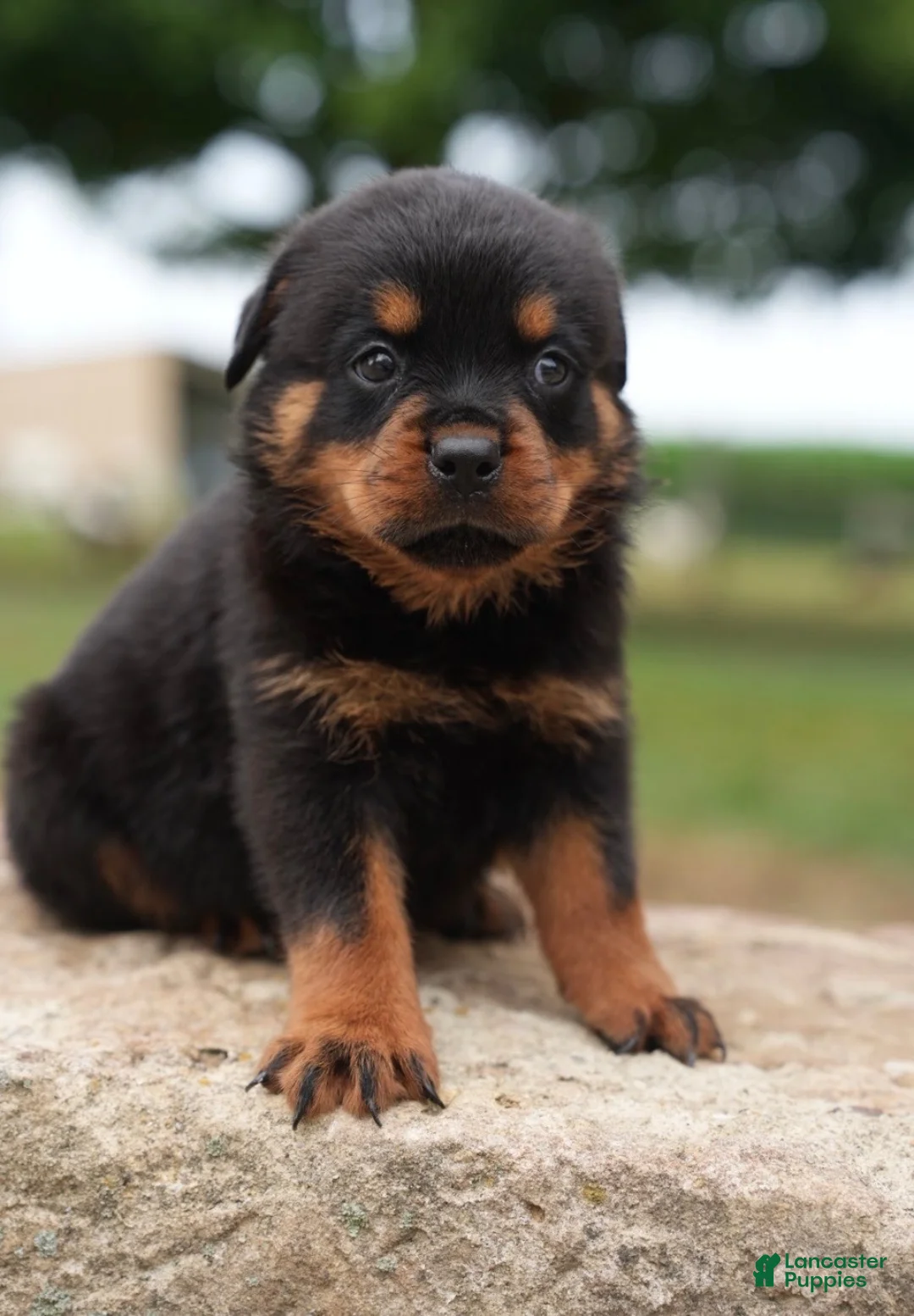 Rottweiler dogs for sale: Amber - Ad 1