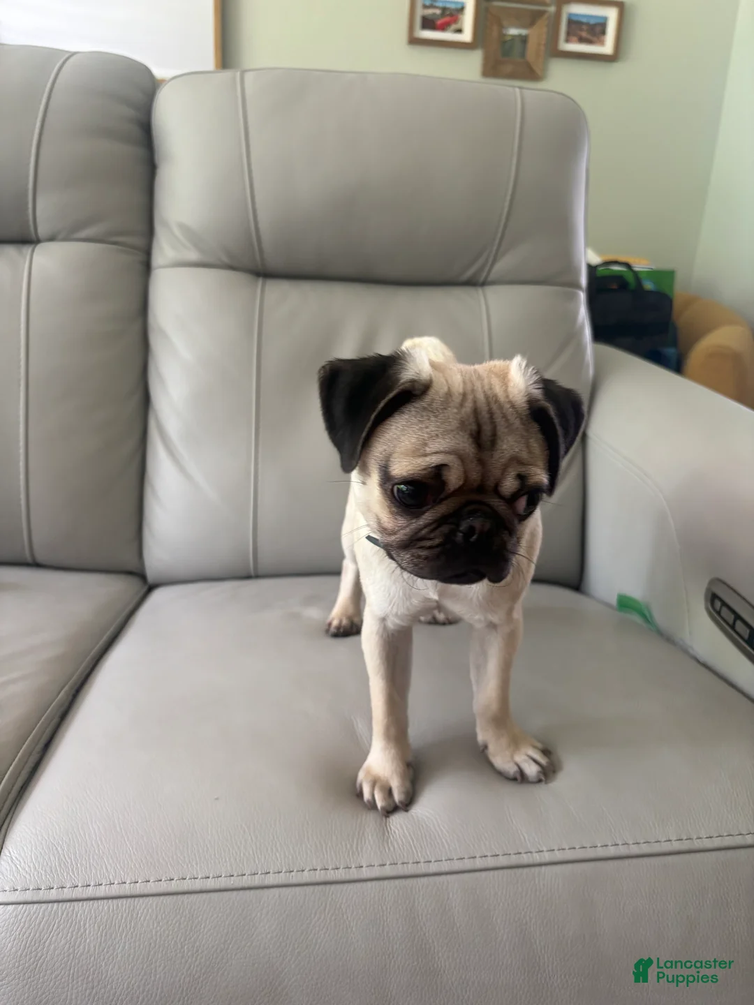 Pug dogs for sale: Echo  - Ad 2