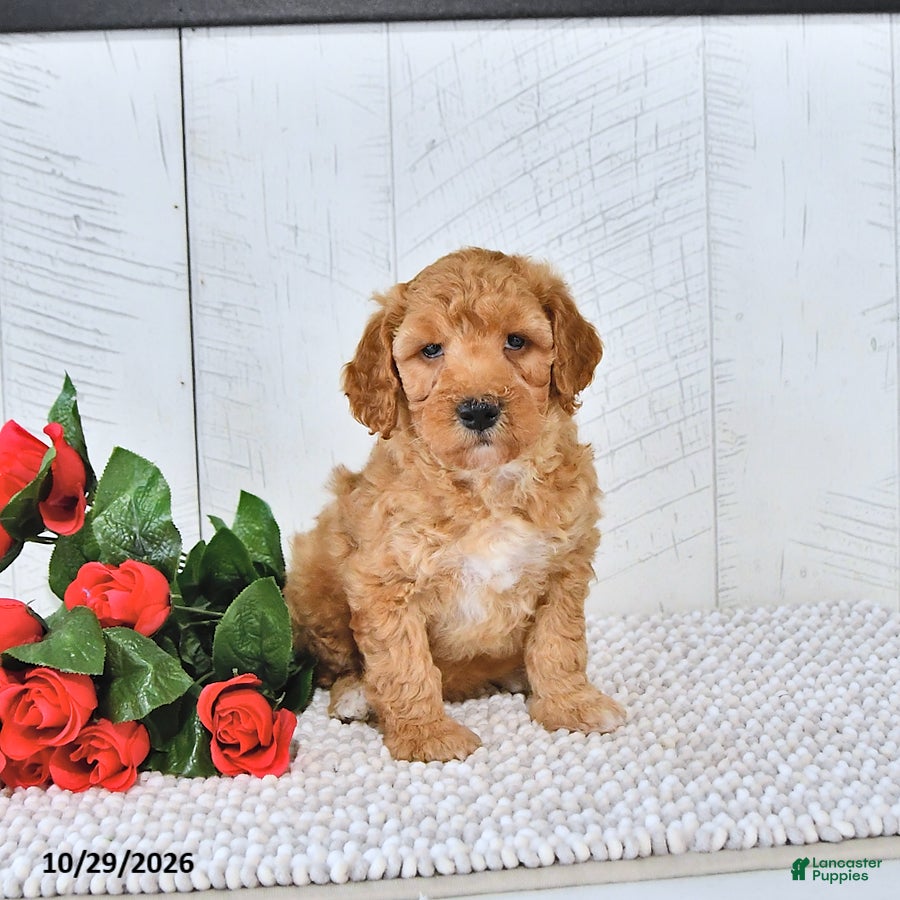 Mini Goldendoodle dogs for sale: Teddy - Ad 2