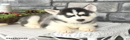 Siberian Husky dogs for sale: Goliath - Ad 3