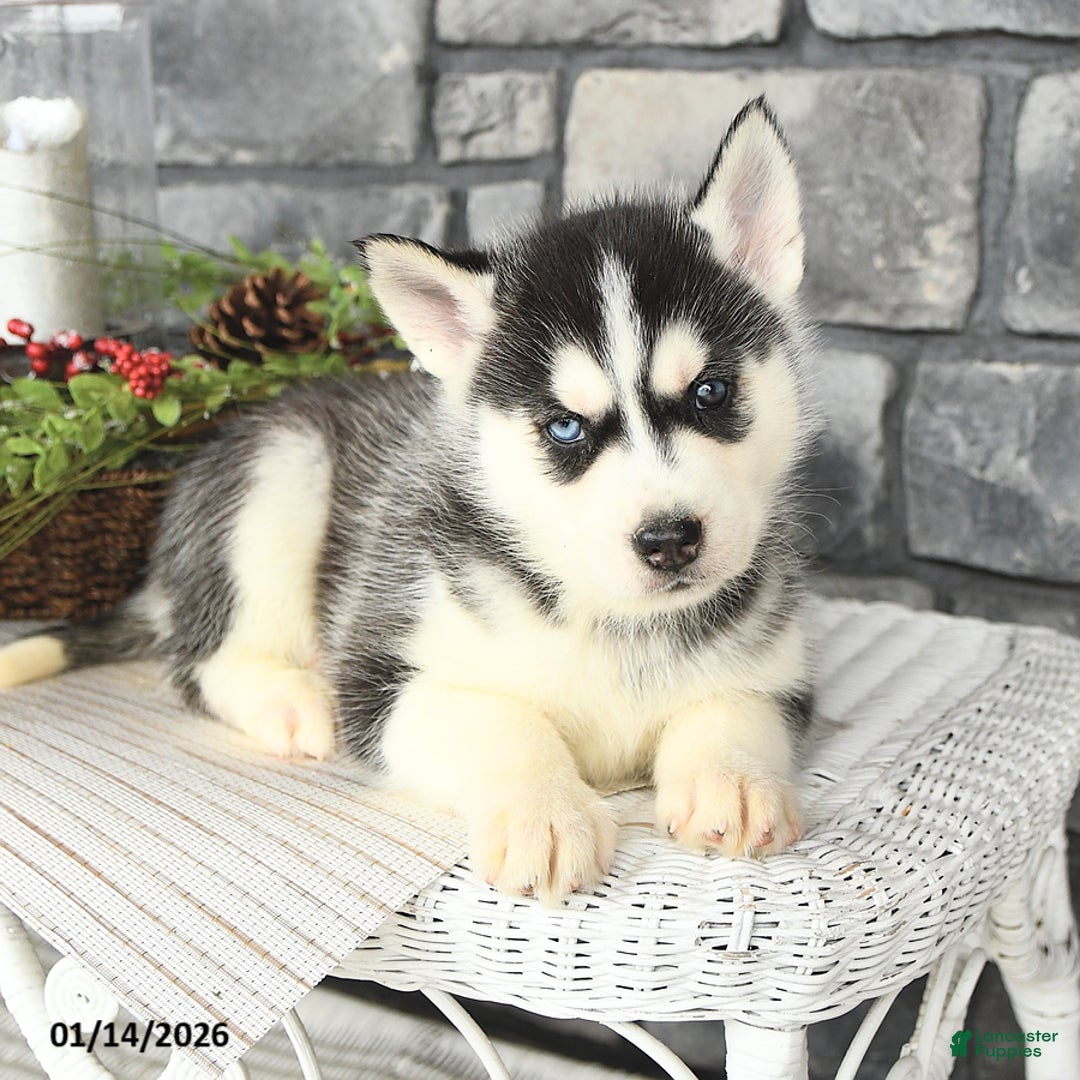 Siberian Husky dogs for sale: Goliath - Ad 3