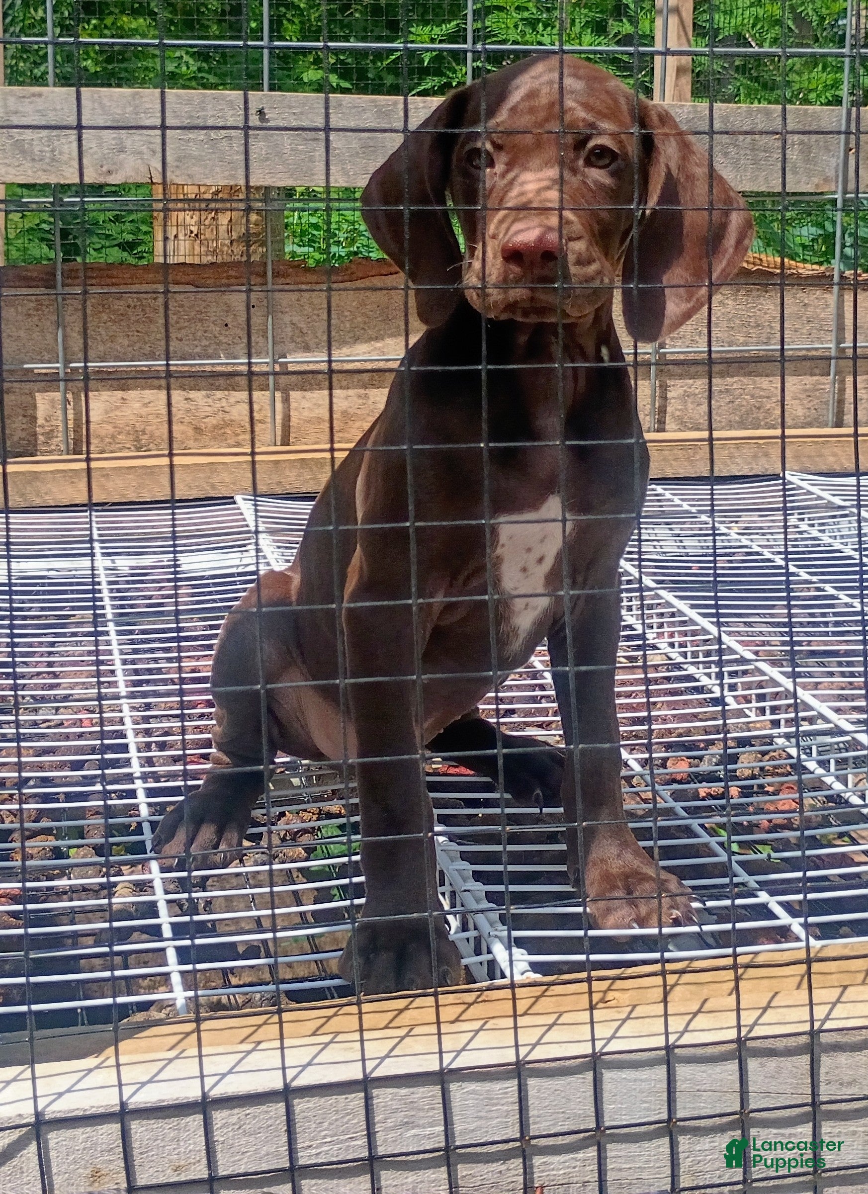 German Shorthaired Pointer dogs for sale: German Shorthaired Pointer 2 - Ad 1