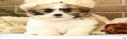 Malshi dogs for sale: Bradley - Ad 1