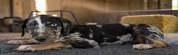 Catahoula Leopard Dog dogs for sale: Gypsie 2026 Male 3 - Ad 2