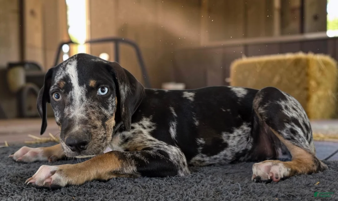Catahoula Leopard Dog dogs for sale: Gypsie 2026 Male 3 - Ad 2