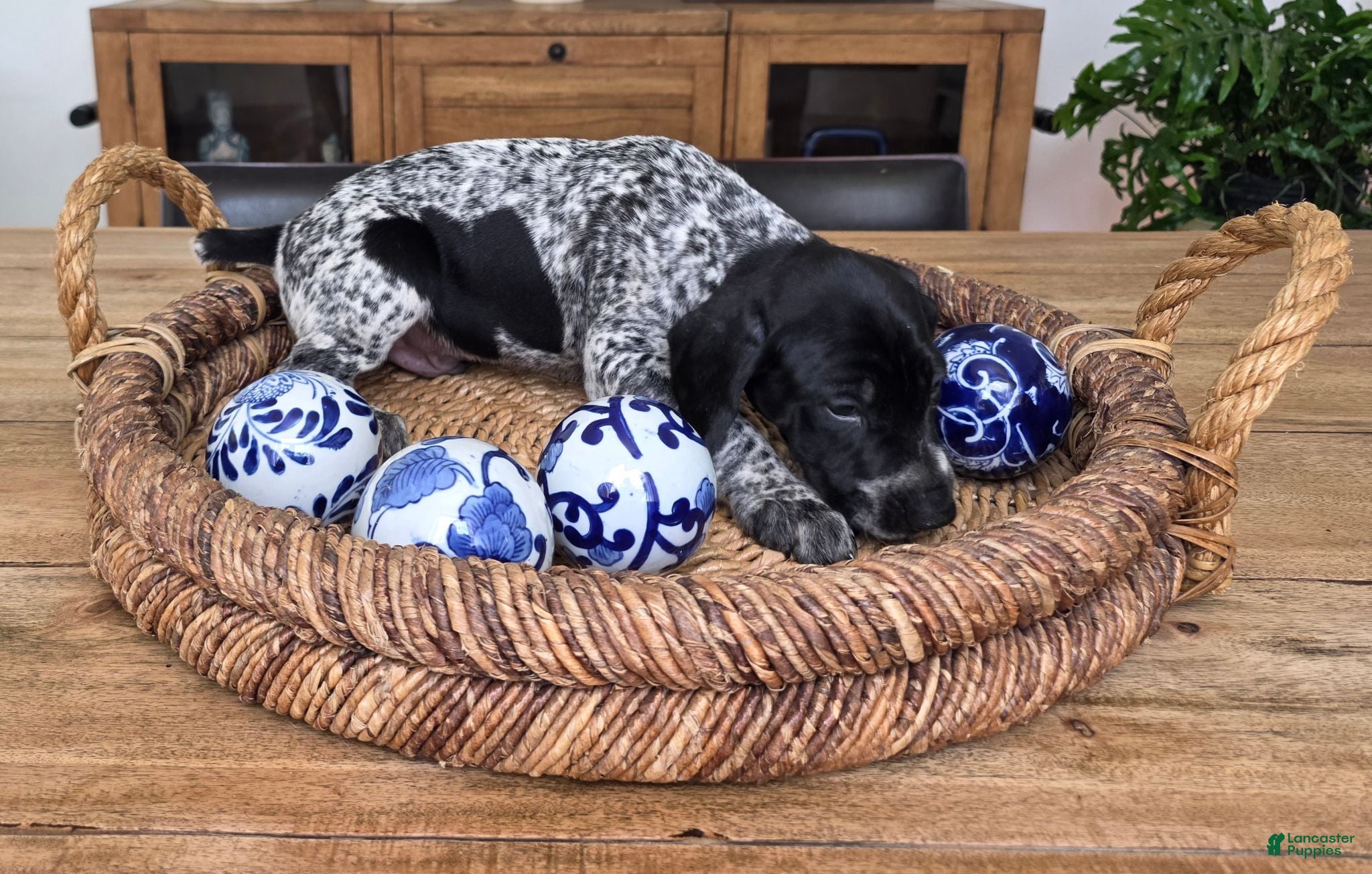 German Shorthaired Pointer dogs German Shorthaired Pointer 3 - Ad 2