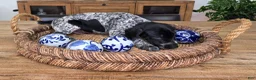 German Shorthaired Pointer dogs for sale: German Shorthaired Pointer 3 - Ad 2