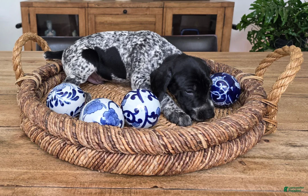 German Shorthaired Pointer dogs for sale: German Shorthaired Pointer 3 - Ad 2