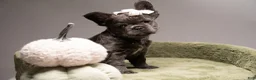 French Bulldog dogs for sale: BLU - Ad 5