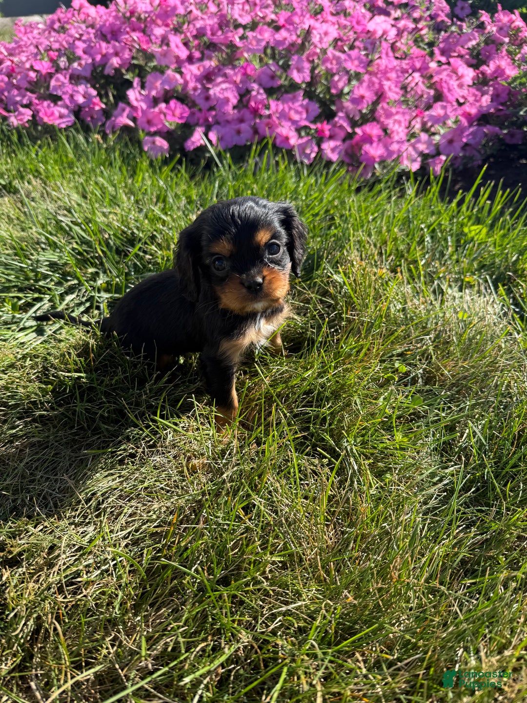 Cavalier King Charles Spaniel dogs for sale: Roscoe - Ad 37