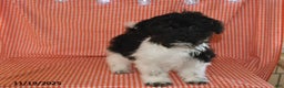 Havanese dogs for sale: Jack  - Ad 3