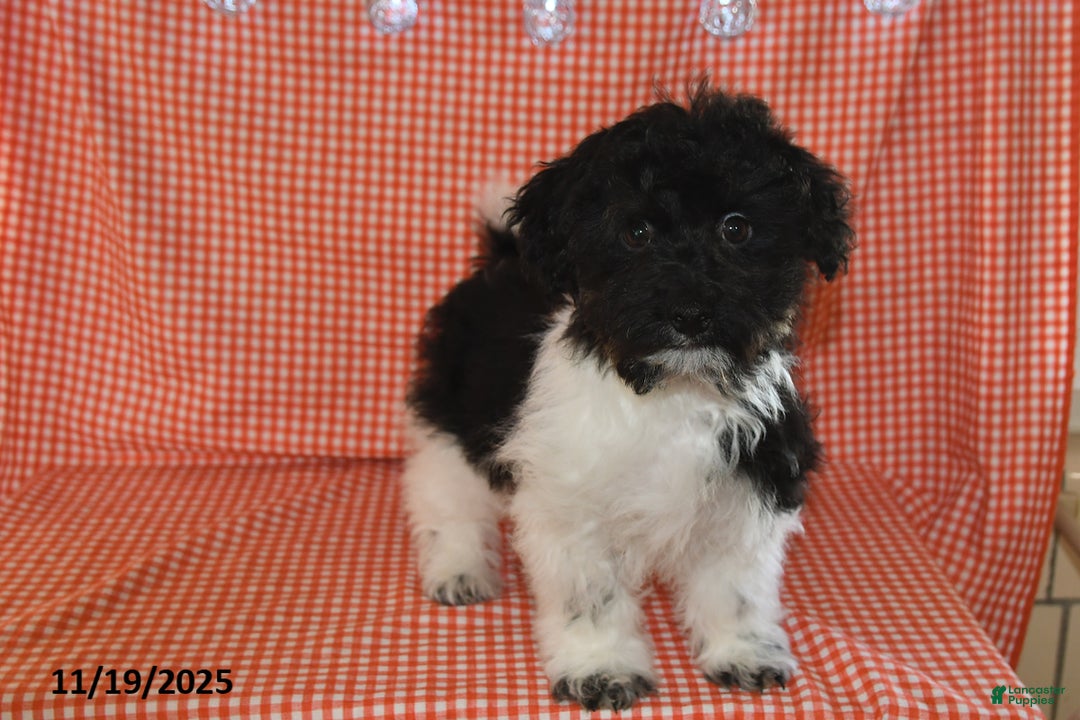 Havanese dogs for sale: Jack  - Ad 3
