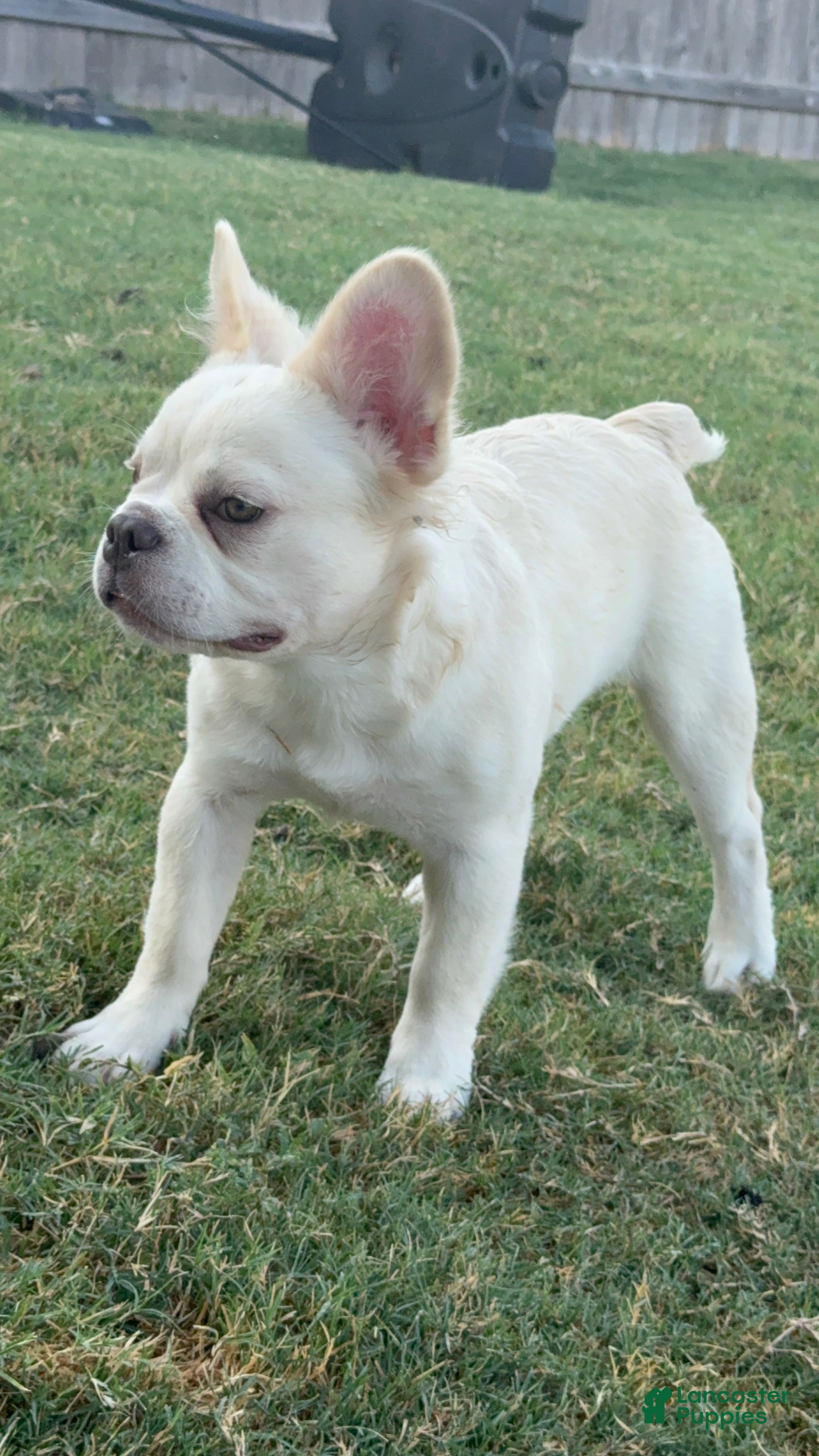 French Bulldog dogs Wham  - Ad 1