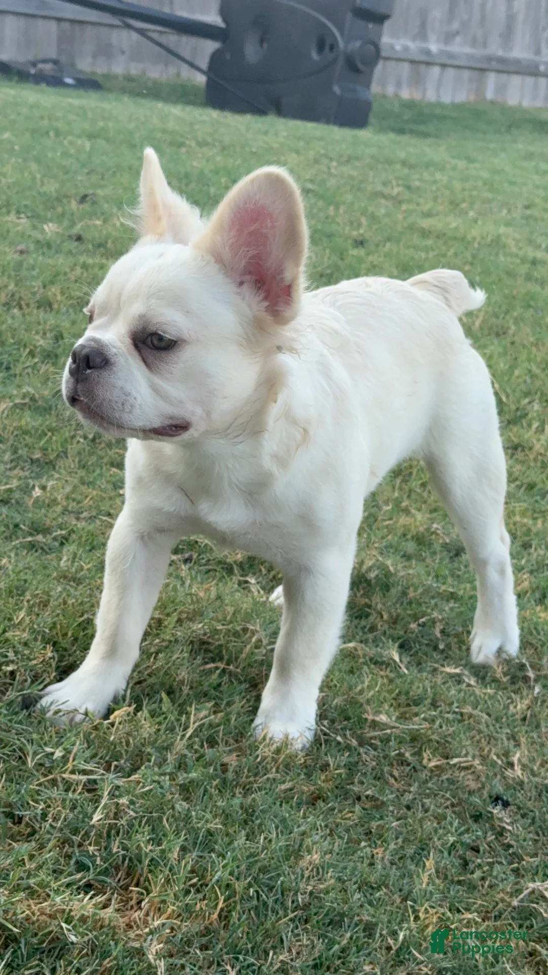 French Bulldog dogs for sale: Wham  - Ad 1