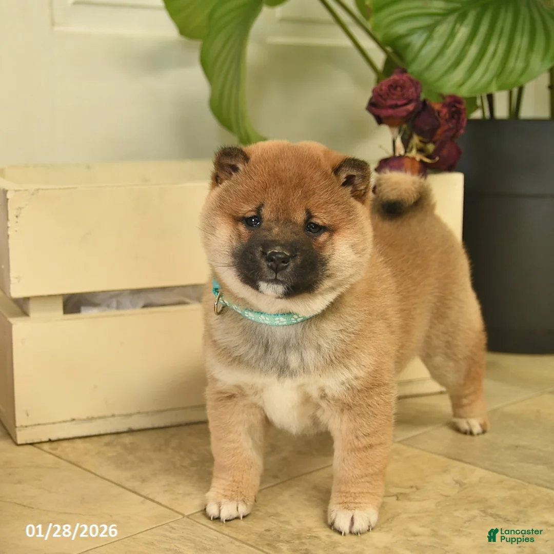 Shiba Inu dogs for sale: Cupid  - Ad 1