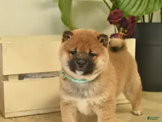 Shiba Inu dogs Cupid - Ad 36