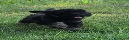 Miniature Poodle dogs for sale: Spruce - Ad 4